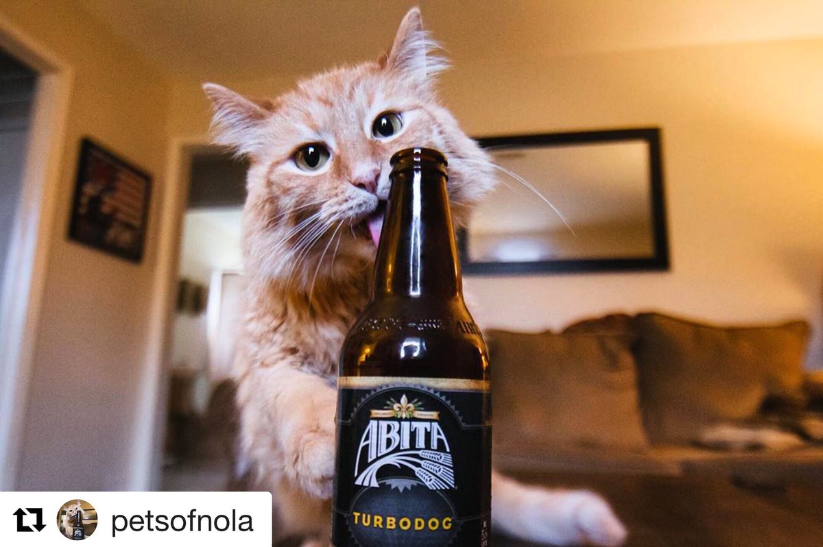 TheAbitaBeer's tweet photo. #internationalcatday falls on #throwbackthursday? Donโt worry, @petsofnola has the perfect picture for that.
๐ธ: @arsimoneaux
#catsofinstagram #turbodog #tbt #abitabeer #abitabrewery #nola #petsofnola https://t.co/od1nAtVWUc