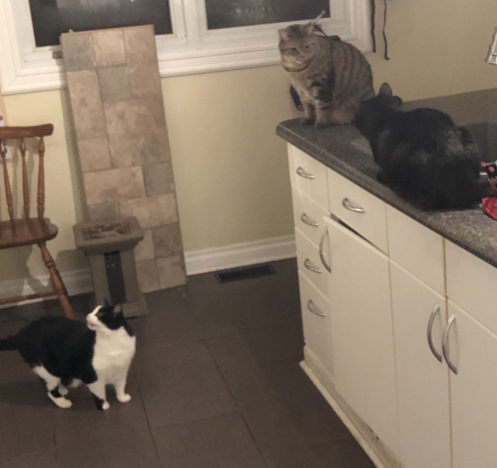 WellnessStone's tweet photo. @globalnews Our three, all rescue cats. Sookie (floor) from Toronto and Pippin, from Perth, and Meri, from Burlington. Dog is eating dinner behind them, must be treat time. 😁 #catsaroundtheglobal #happyinternationalcatday https://t.co/ftRyY2sn87