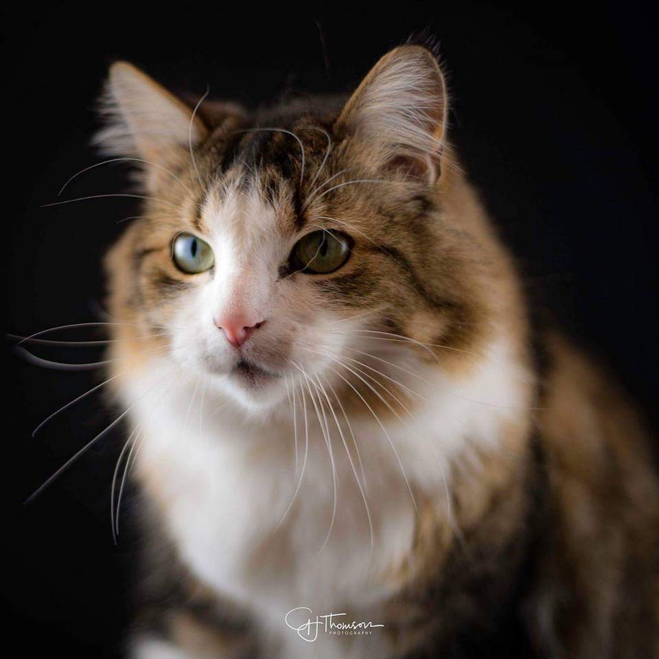 gjtimagery's tweet photo. Happy cat day
#InternationalCatDay #photographer #photography #petportrait #artist https://t.co/kSh3bySZvq