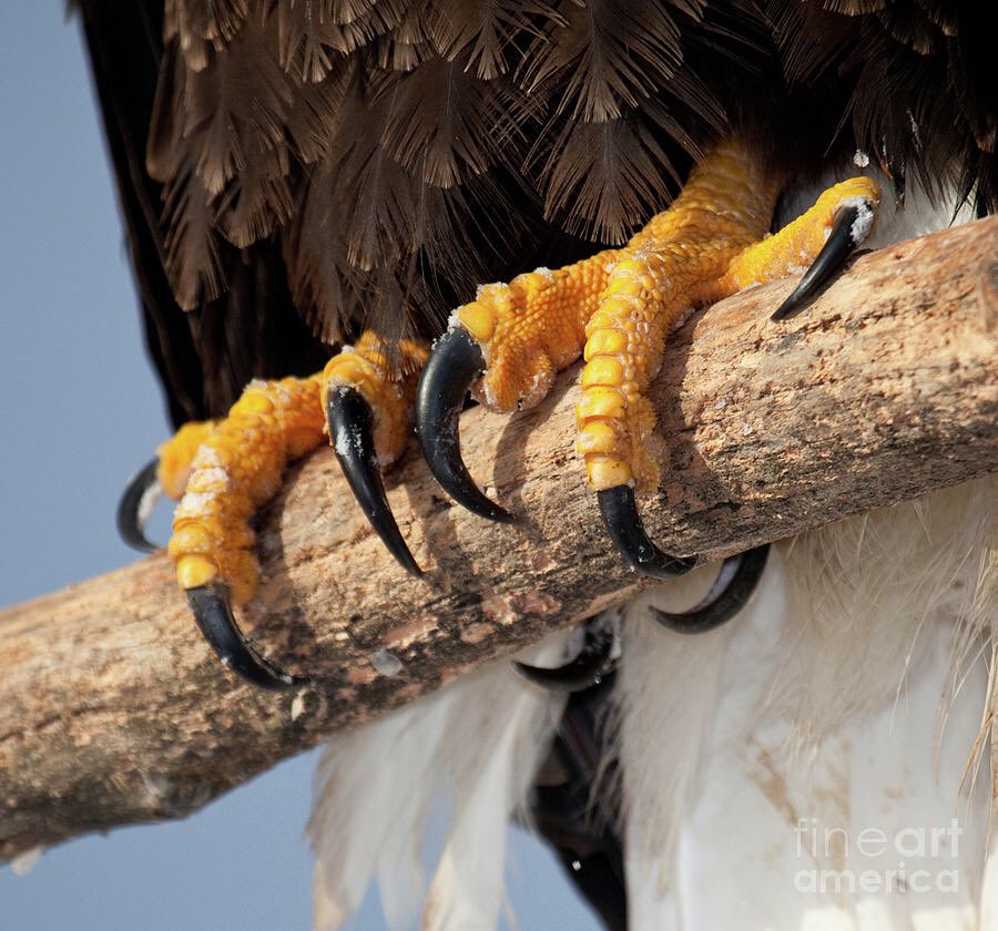 parrot feet slippers