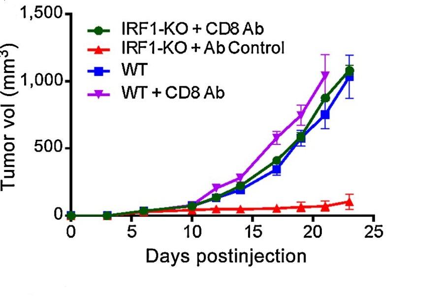 CIR_AACR's tweet photo. Tumor cell-expressed #IRF1 was found to upregulate #PDL1, aiding #TumorEscape. Thus, tumor cell-specific targeting of IRF1 may be important in #immunotherapy.
@SaumenTweet
@DelgoffeLab
@ChrisBakkenist
@UPMCHillmanCC
https://t.co/HyyH8iFq5i https://t.co/9P5MFYUpDo