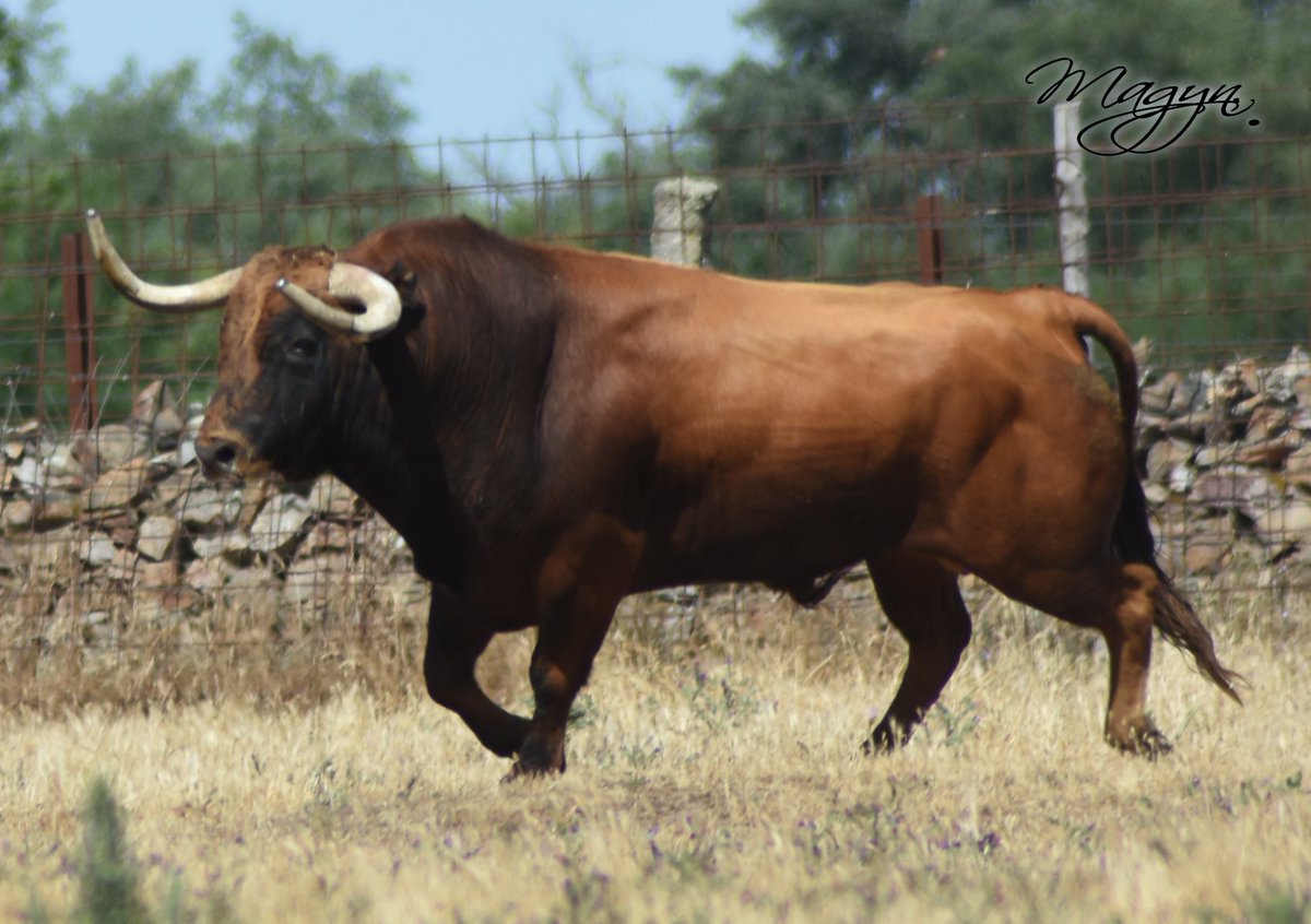 #Preciosito #torodelajuventud
#elegancia&amp;longitud <a href="/ASTAUVI/">ASTAUVI VILLALPANDO</a>