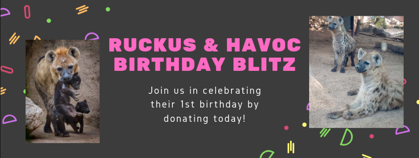 abqbiopark's tweet photo. Happy 1st birthday, Ruckus and Havoc! 🎉 The @nmbps is hosting a very special fundraising Birthday Blitz in their honor. Help the hyenas have a ball celebrating their birthday by donating today! https://t.co/CV9CUtQK80 

#ABQBioPark #NMBPS #BirthdayBlitz https://t.co/wkgEoYsrPb