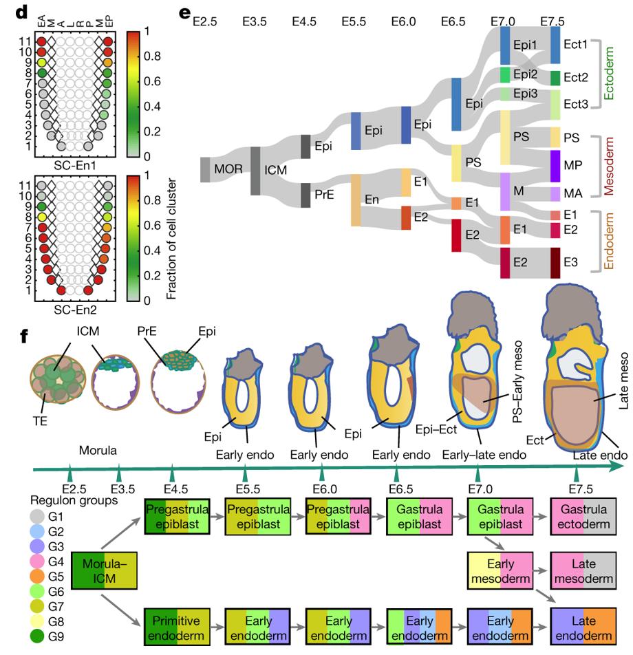 mmw_lmw's tweet photo. Early #MouseEmbryo #Development | Molecular architecture of #LineageAllocation and #TissueOrganization | spatial relationship of the germ-layer tissues | Naihe Jing @ShanghaiTechUni @Nature https://t.co/A5GbIQ00Nn https://t.co/rFDjmKnwQw