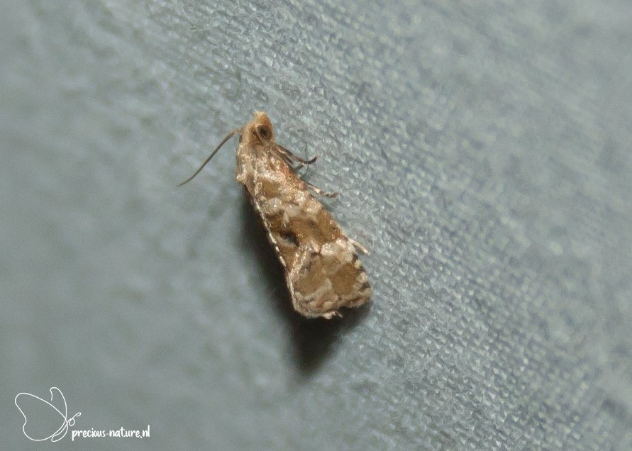DurkSchakel's tweet photo. Na overleg met deskundigen een nieuwe soort voor mijn lijst (#348), de #ratelaarbladroller #CoachConch #Tortricidae #bladrollers #NaturePhotography #canon1000D https://t.co/QAOmpXUiXc