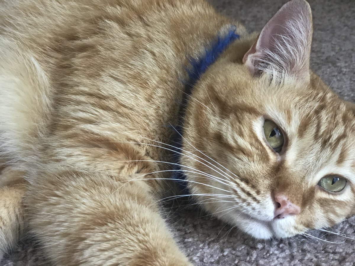 Meow, happy international cat day!