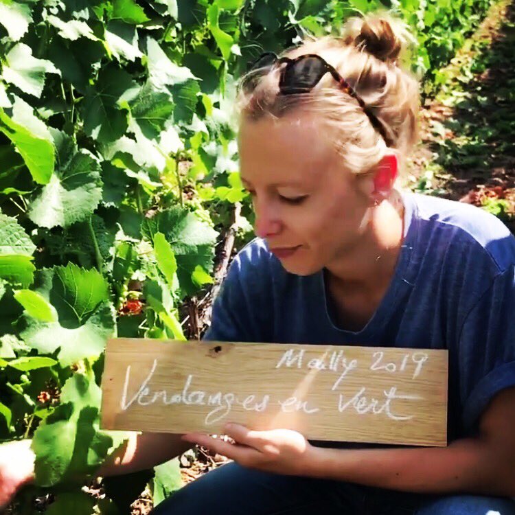 Au domaine, les vendanges sont bien sûr en ligne de mire... Découvrez dès aujourd’hui les #maillystories sur notre compte Instagram champagne_mailly #terroirchic #maillygrandcru #champagne #vendangesenvert #vendanges19