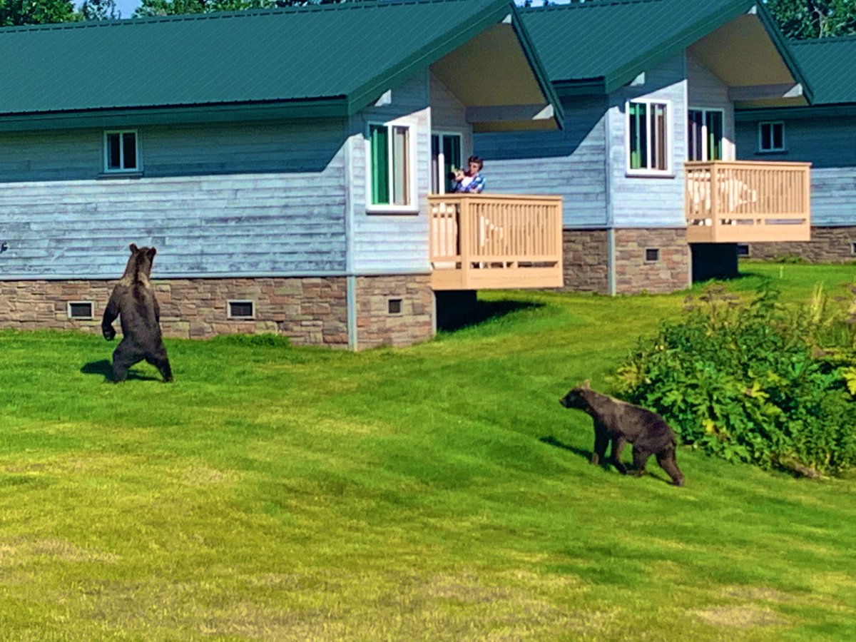 brownbearcenter's tweet photo. Get my good side. #kodiakbears #adventuretravel https://t.co/qMB0RYWqdw