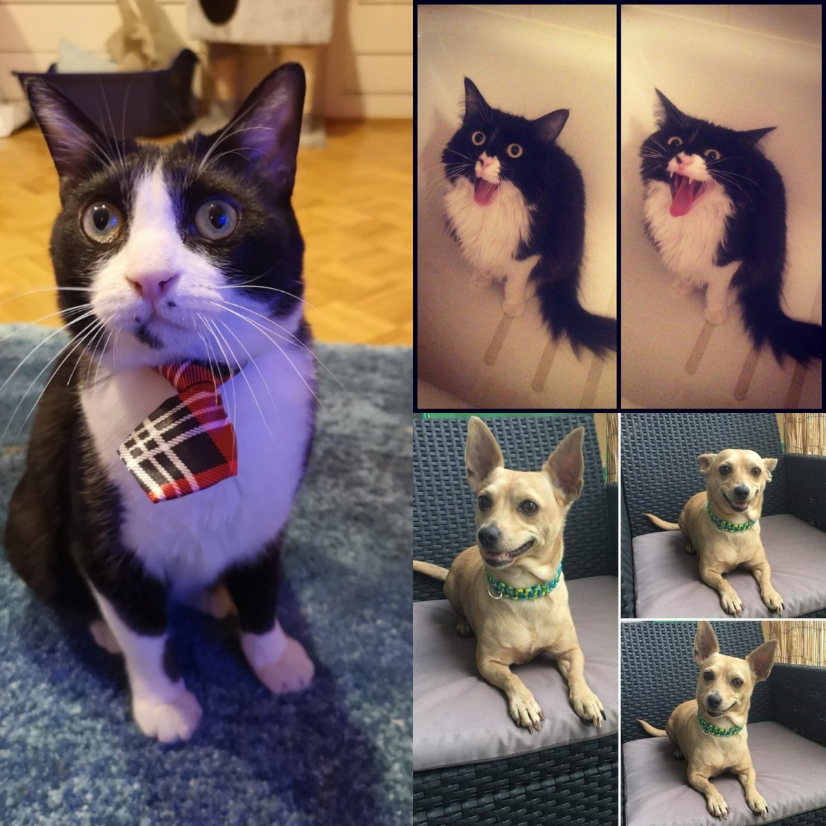 Emihec17's tweet photo. @Neoxi_ Tux-Pix-Pupi 😊 https://t.co/fJWUFuSB0q