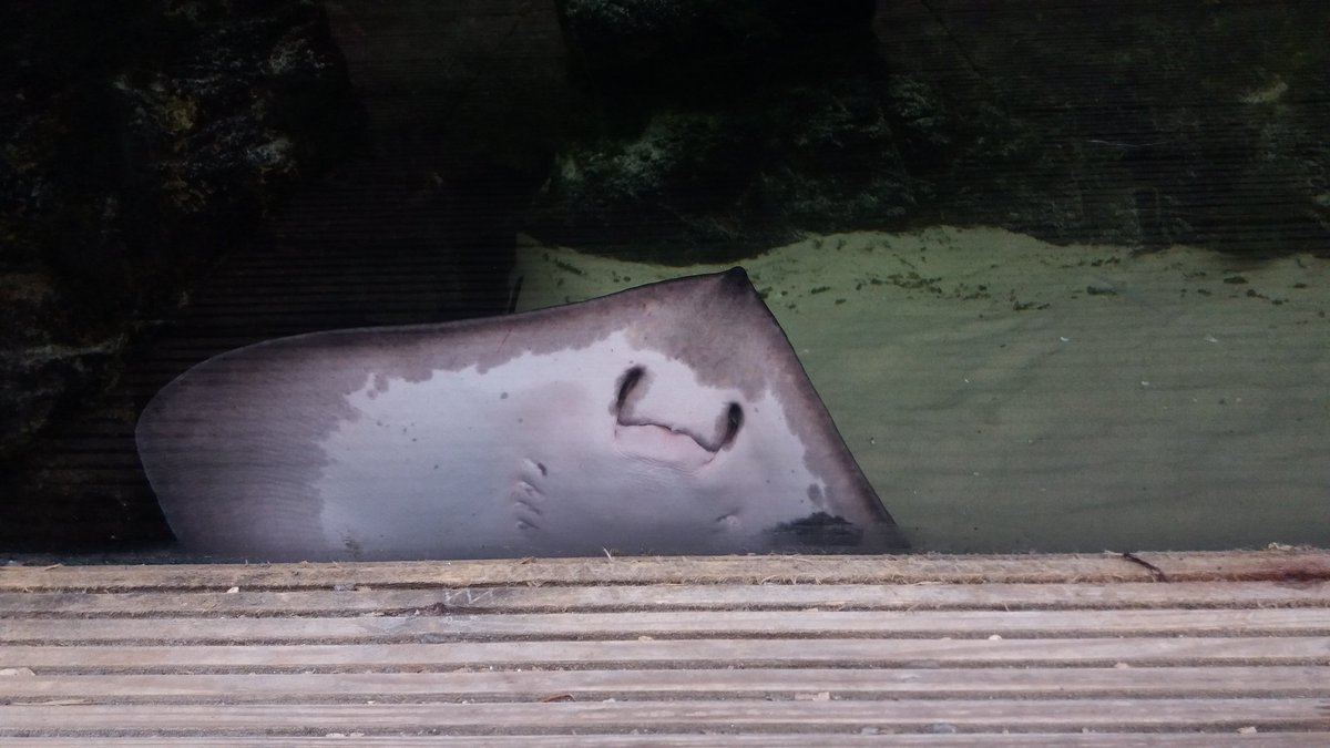 MrGiraffeICM's tweet photo. I want one #stingray #necg #bristolaquarium https://t.co/JRqdHwDUA4