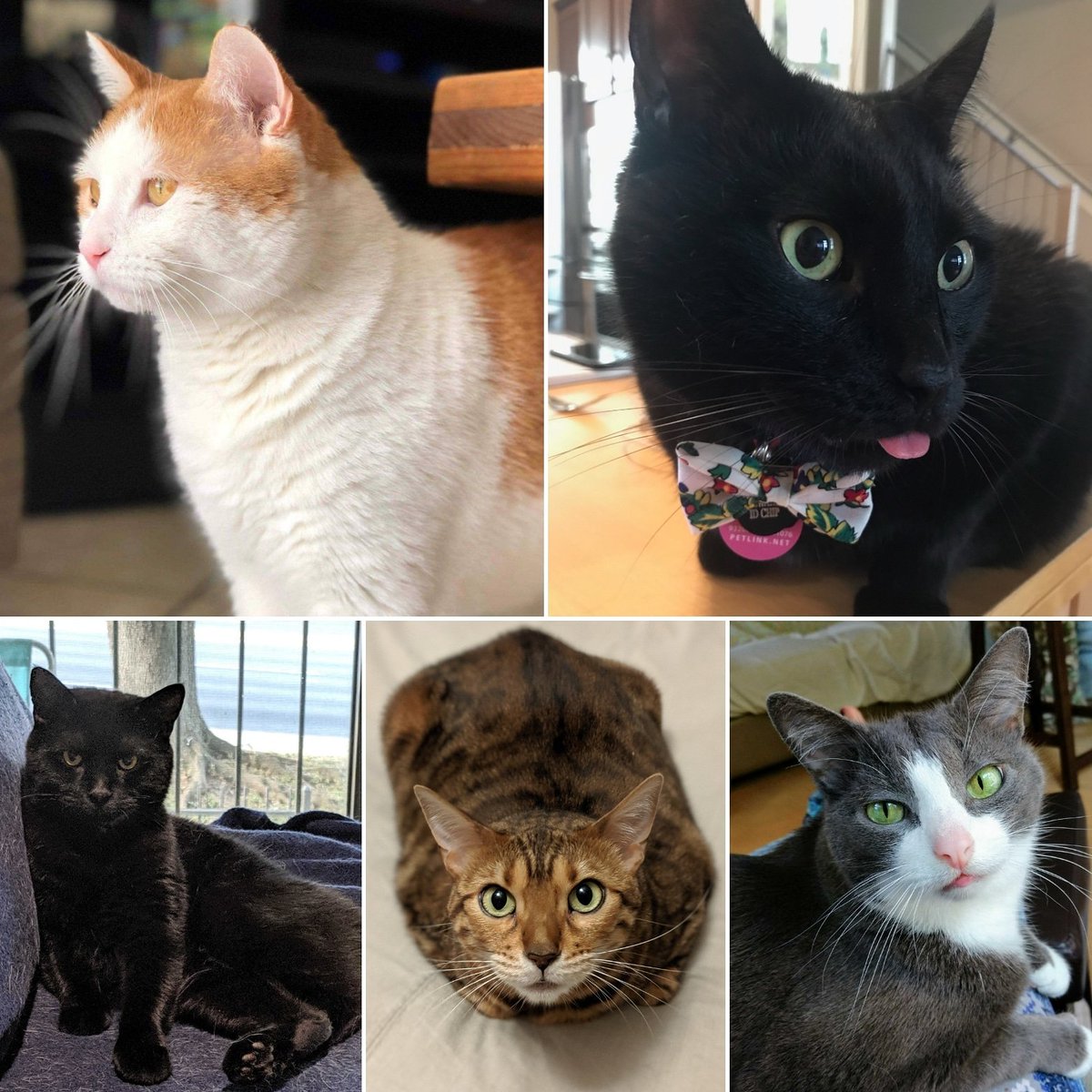 AustinUltimate's tweet photo. Happy #InternationalCatDay from cats of UPLA: Toulouse, Felek, Bandit, Tobey, & Berlioz! It was created by the International Fund for Animal Welfare & celebrated annually on 8/8! Submit YOUR pet to uplayupla@gmail.com for our #FridayFluff Feature! #petsofUPLAย #ultimatecats https://t.co/ObMcvFwimS