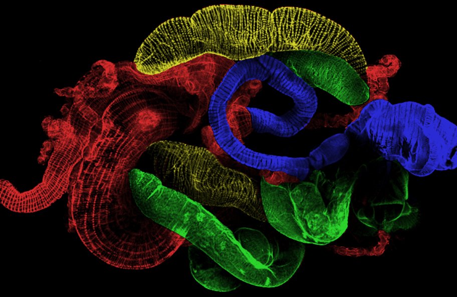 Testes are hungry; they want citrate. They talk to the gut and make it male. The male gut feeds citrate to the testes. Testes are happy. They make sperm. Lab’s latest and the filthiest of summer reads: cell.com/cell/fulltext/…