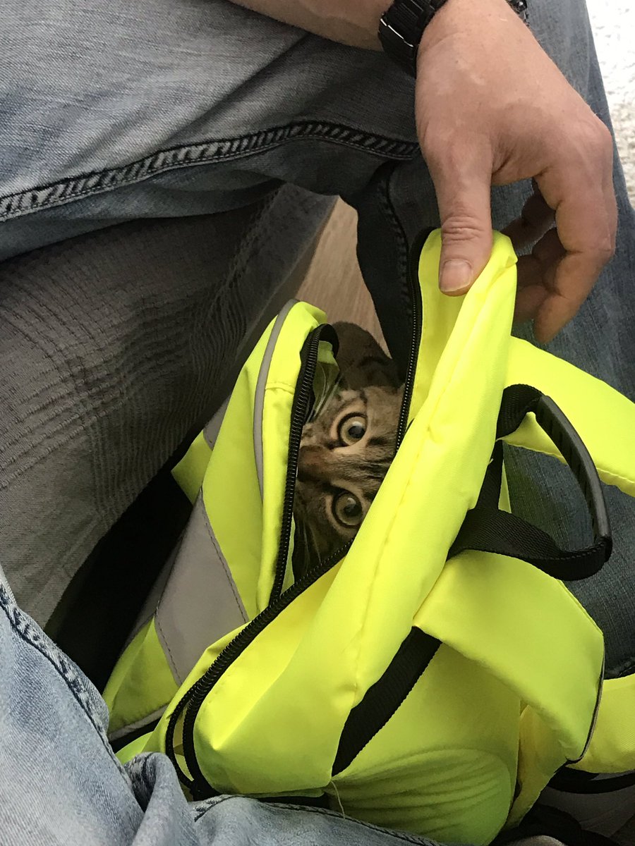 neency1's tweet photo. @PAYOLETTER They take turns getting into backpacks #InternationalCatDay  #tabbycats #bella #leilu #catsofankara https://t.co/zBEi8A4TAy