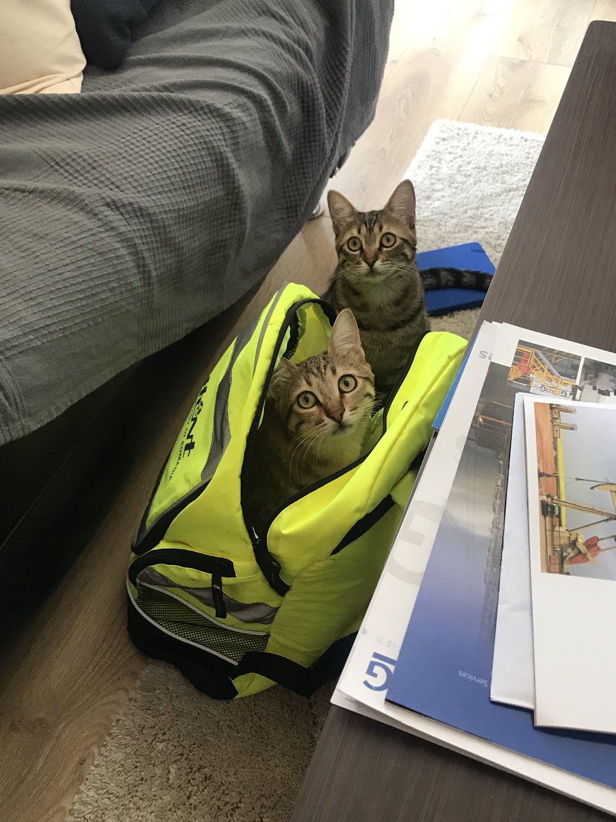 neency1's tweet photo. @PAYOLETTER They take turns getting into backpacks #InternationalCatDay  #tabbycats #bella #leilu #catsofankara https://t.co/zBEi8A4TAy