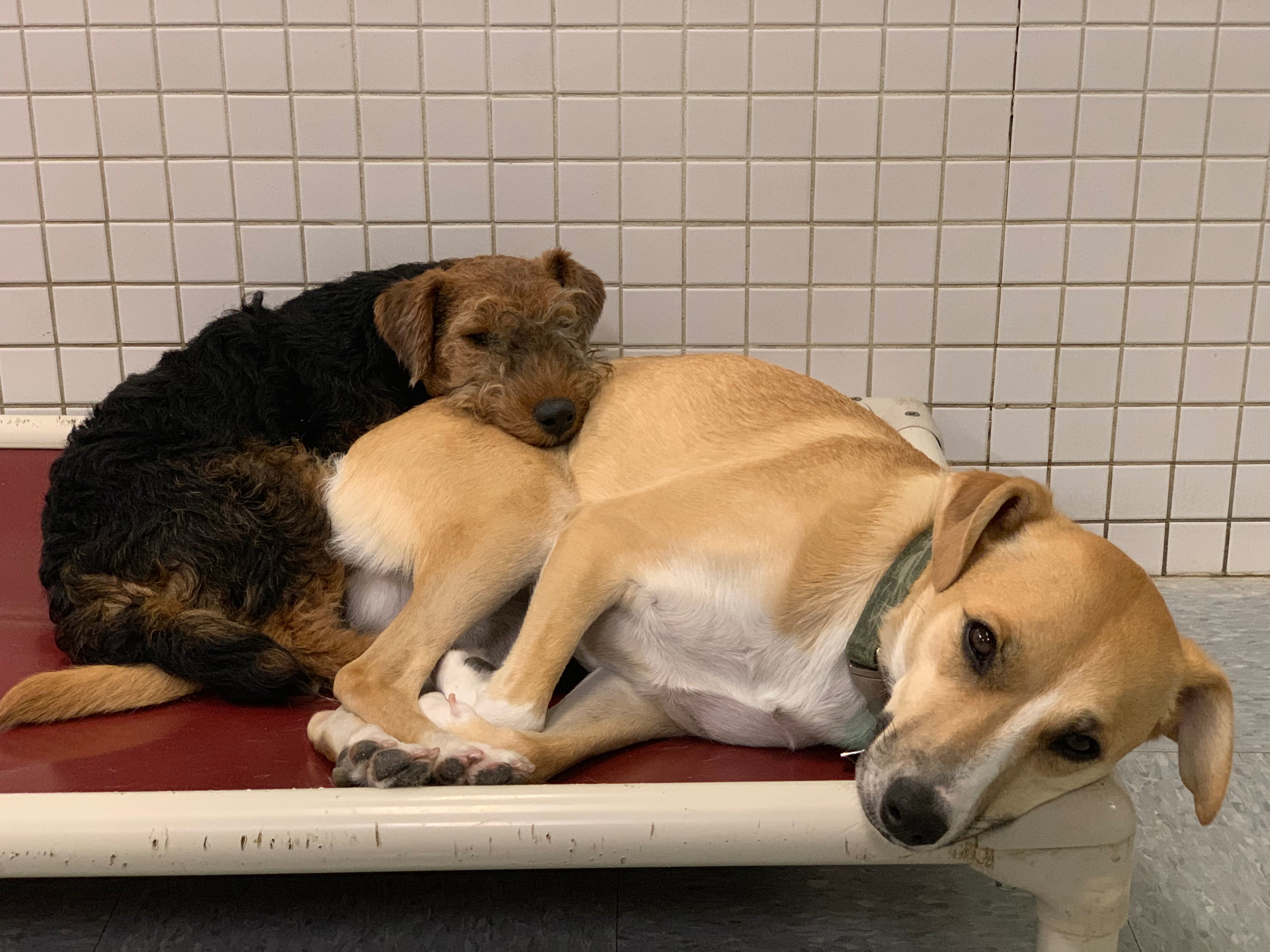 Are Puppies Hyper After Being Spayed