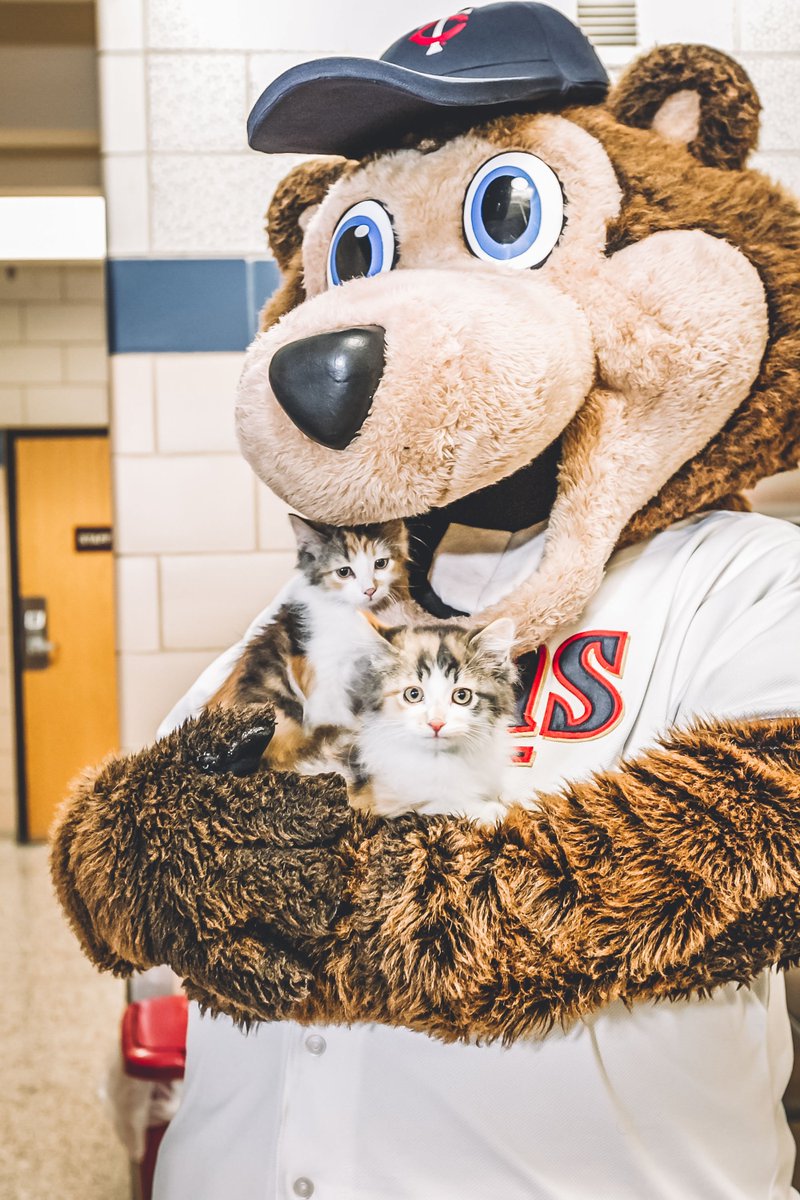 Twins's tweet photo. meow. #InternationalCatDay https://t.co/dm6JBXjCdL