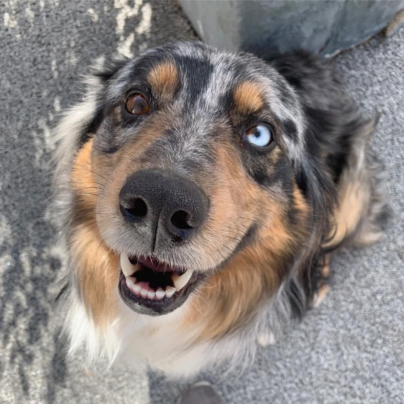 HUTCHINSON KANSAS PEOPLE!!  This is Callie my sisters dog! She is afraid of storms and ran away last night...please retweet to help us find this sweet baby. she is wearing an orange collar!