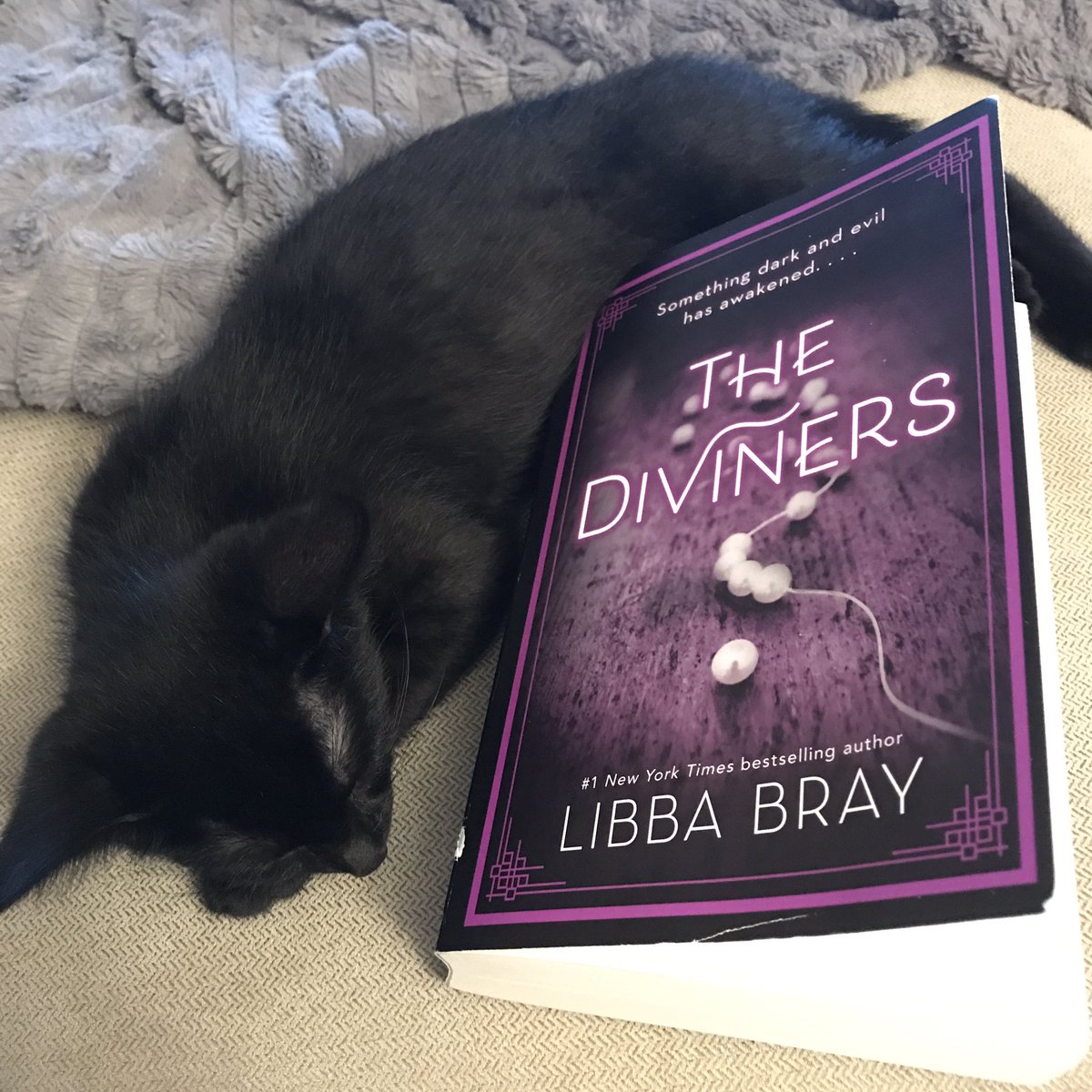 josiew2's tweet photo. Cutest #divinersreadalong buddy. Loving it so far! https://t.co/C9lgNWyfQU