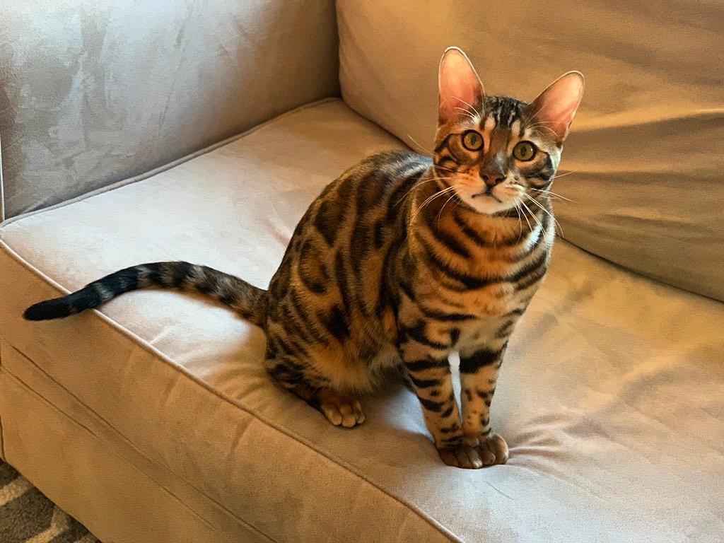 Benjithebengal's tweet photo. Happy International Cat 🐈 Day! 

#catday #internationalcatday #catsofinstagram #catsofboston #instacat #catstagram #bengalworld #bengalcat #bengalcatsclub #bengalsofinstagram #bengalgram #catoftheday #methuen #massachusetts #catphotography #catsoftwitter #catfollowers #Thursday https://t.co/h6SGH8hevZ