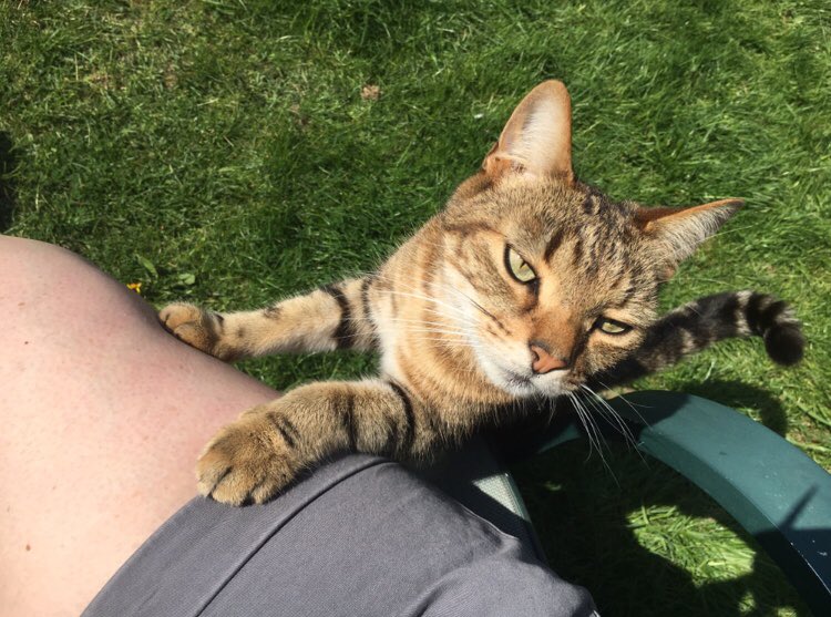 lsalex's tweet photo. Here’s a photo of my gorgeous Hugo. He went missing over a year ago and I wonder if he’s still out there. I hope he’s keeping a little old lady company. He was a lovely cat. #InternationalCatDay #kitty #cats #wakefield #ossett #horbury #yorkshire https://t.co/cyB9vHHgL1