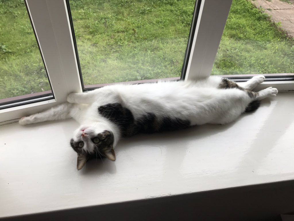 HandmadeStitchy's tweet photo. @SimonsCat This one was def enjoying #InternationalCatDay https://t.co/CXFRPN8OpE
