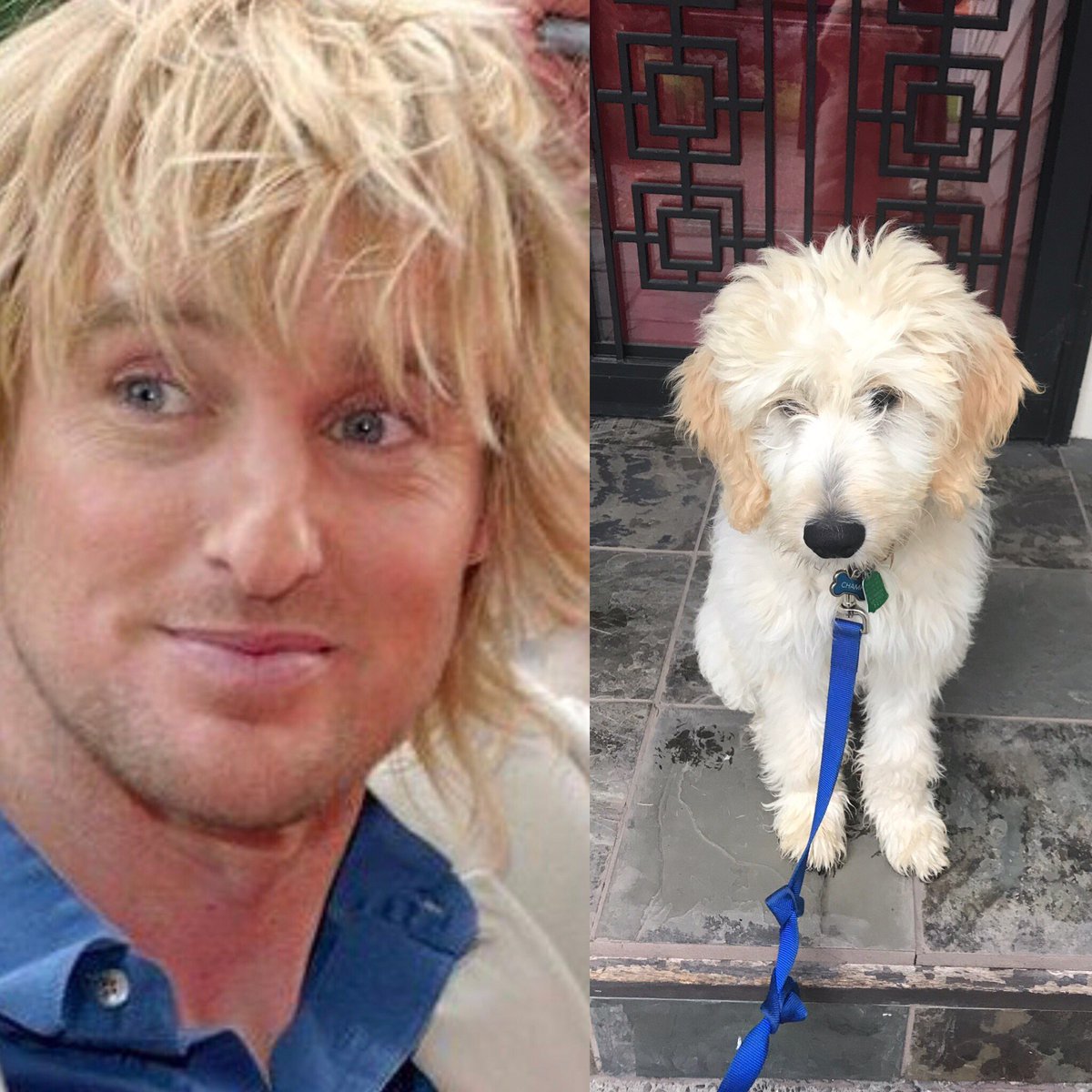 writesociety's tweet photo. We should have named him @owenwilson1 . They both rock the shaggy look. #ClassicChamp #goldendoodle #doppelganger @RedZoneSports1 https://t.co/jYgxmuVKC2