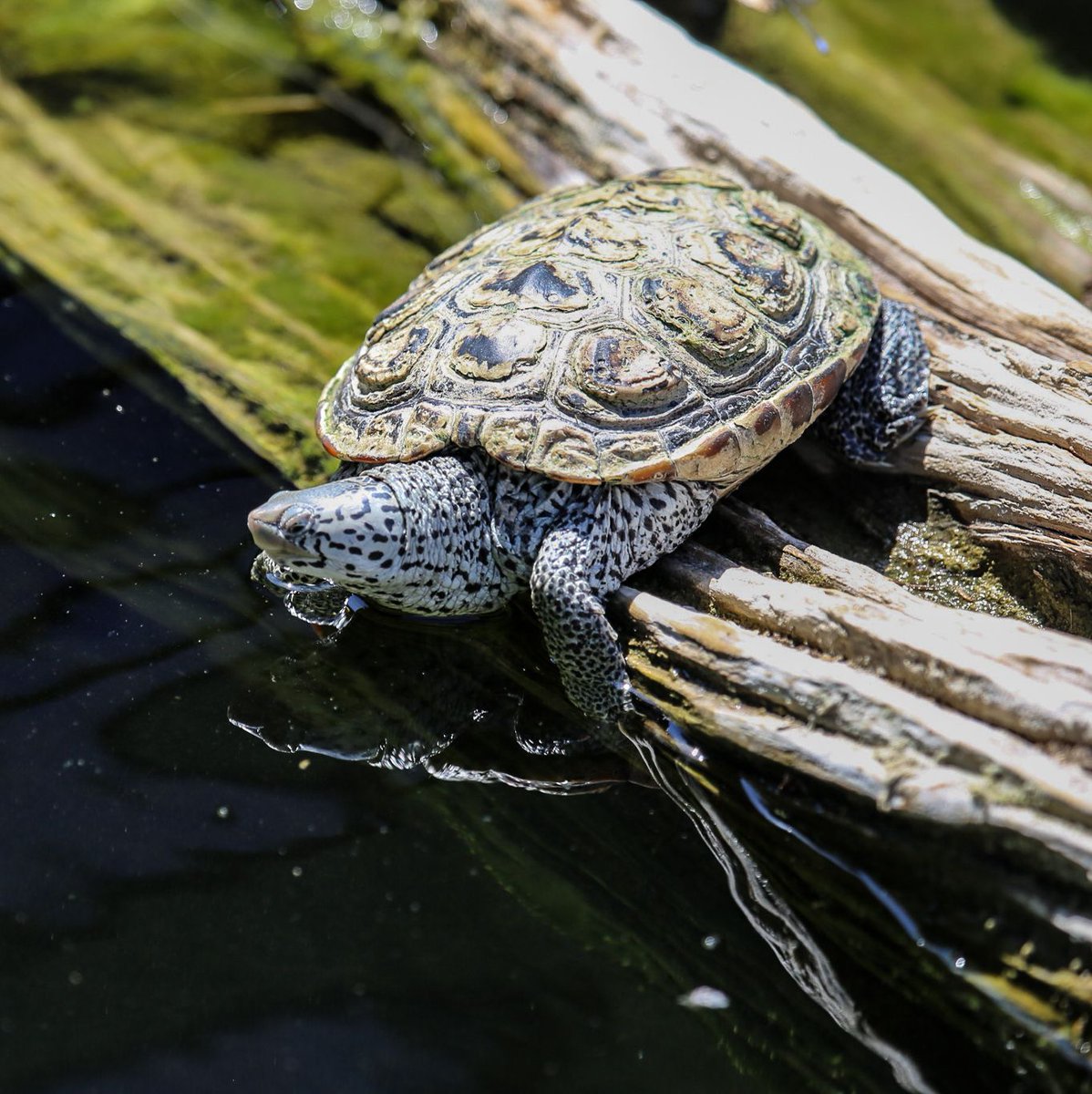 SanAntonioZoo's tweet photo. Have you seen these beauties in the Discovery Center pond? Come see these Diamondback Terrapins! #sazoo #sanantoniozoo #thingstodoinsa https://t.co/pRz9WAyUc0