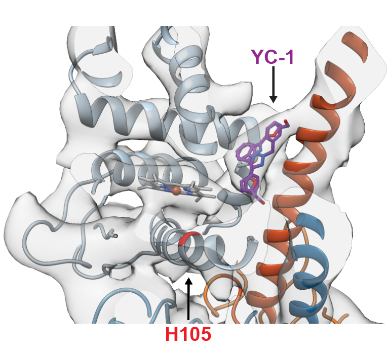 benghguthrie's tweet photo. Importantly, we found a region of density that is present in the active structure but not the inactive structure that is the right size for FDA-approved drugs for certain forms of hypertension. #riociguat #Adempas @BayerUS

7/n https://t.co/IpUxb3X63s