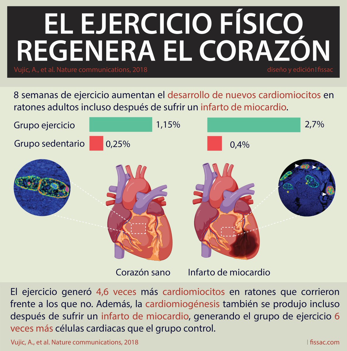 Un estudio publicado en Nature Communications ha demostrado que el ejercicio físico aumenta el desarrollo de nuevos cardiomiocitos fissac.com/el-ejercicio-f…