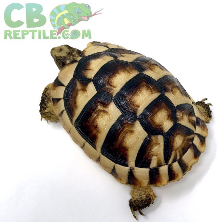 CBReptiles's tweet photo. We’ve got more than just gorgeous geckos! We’ve got some stunning tortoises too! Check us out 😉🔥🐢🐍🦎 https://t.co/1vy5lom1iJ
•
•
#gecko #tortoise #iguana #lizard #beardeddragon #crestedgecko #gargoylegecko #ballpython #snake #captivebred #handraised #reptile #breeder https://t.co/oujs0M7VNL