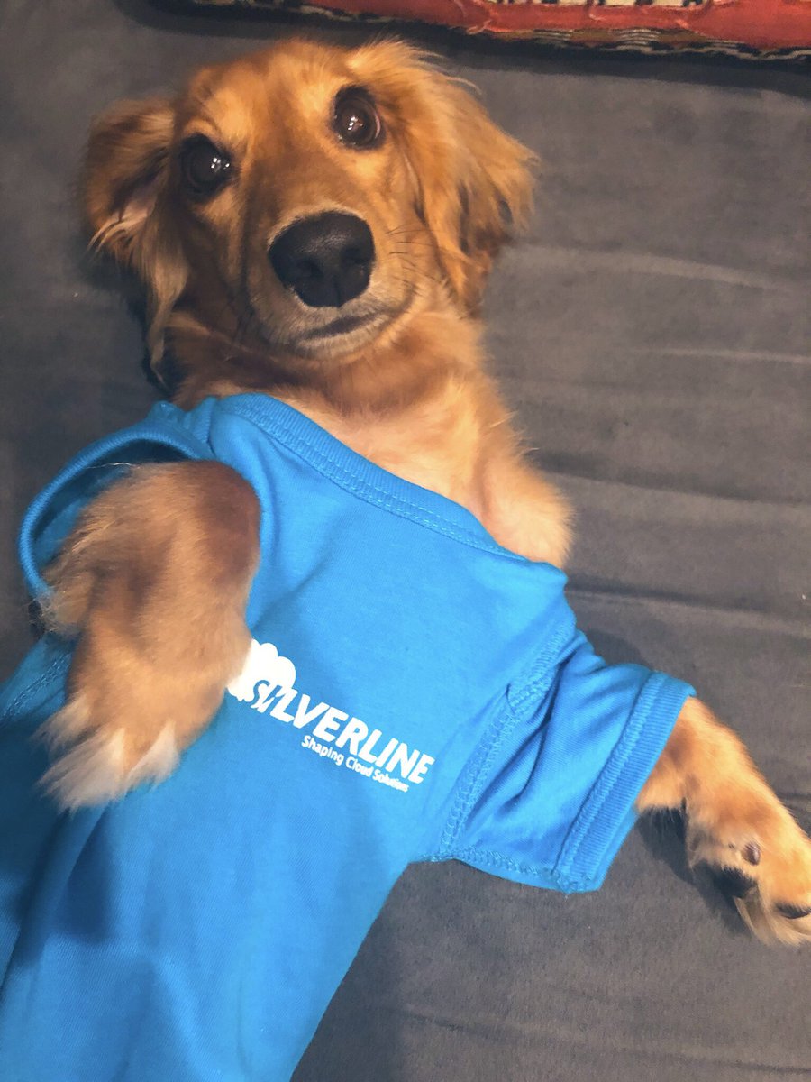 silverlinecrm's tweet photo. Hope everyone has a pawfect Thursday! #LifeatSilverline https://t.co/QyNxdqSMy0