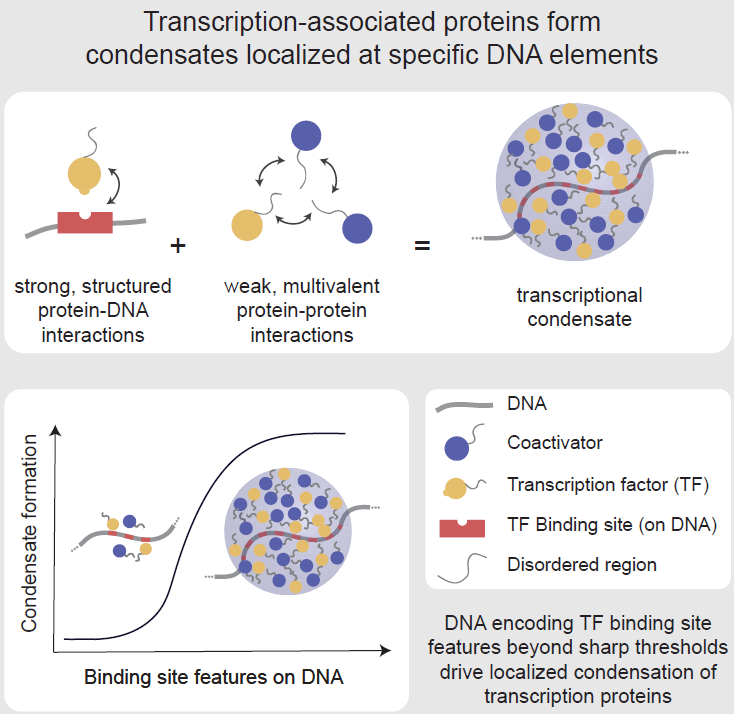 Shrinivas et al. demonstrate that specific types of motif compositions encoded in DNA drive localized formation of transcriptional condensates. These
findings explain how phase separation can occur at specific genomic locations and shed light on why only some genomic loci become highly active enhancers.