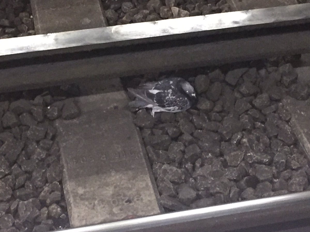 LIVE BABY BIRD ON TUBE TRACK AT LEYTON UNDERGROUND STATION. PLEASE TURN THE POWER OR FOR 10 SECONDS SO LONDON WILD LIFE PROTECTION CAN SAVE HIM!! <a href="/TfL/">TfL</a> @TfLTrafficNews @TfLTravelAlerts @TfLBusAlerts IF HE WERE A DOG, YOU WOULD CARE, PLEASE SHOW COMPASSION!! WE ARE HERE WAITING!