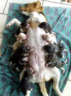 alljrtlovers's tweet image. #jackrussell_lovers611 
#federica_esposito01 #alljrtlovers
#jackrussellsrule
#jackrussellofinstagram #jackrussellterrierlovers #jackrussellclub #jackrussellbrasil #jackrusselllovers #jackrussellsofig #jackrussellterrier #jackrusselloftheday #jackrusse #JackRusselltshirts