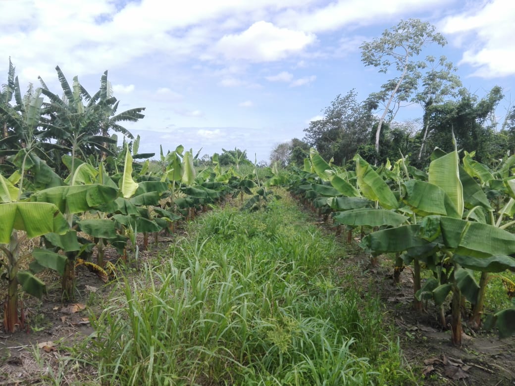 fedeplacol's tweet photo. #Fedeplacol con recursos del FNFH inicia siembras de #platano en el #Vichada . https://t.co/bQRloMhjYV