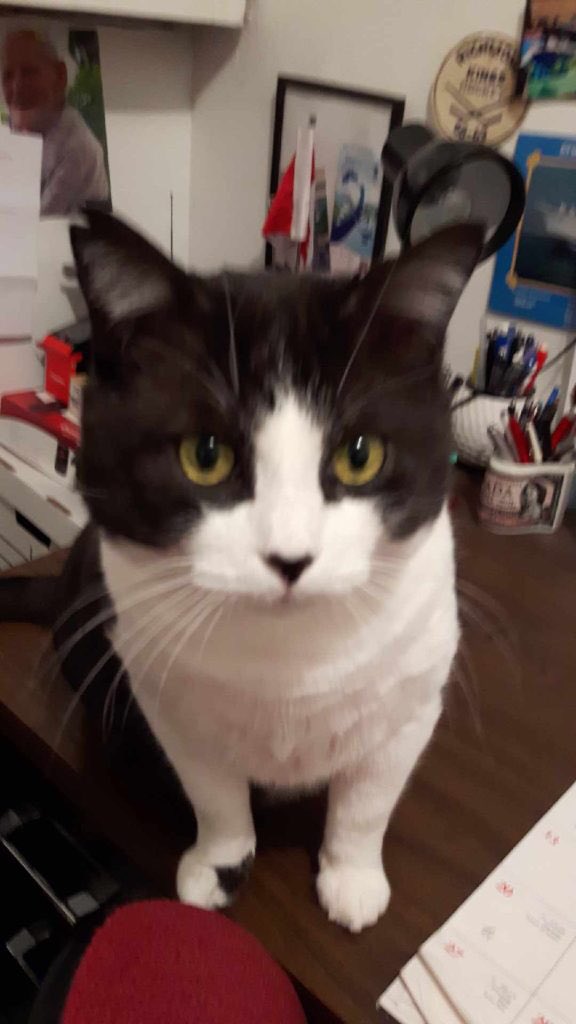 Brendeebb's tweet photo. #catsaroundtheglobal  my two rescued fur babies jazzie n ry ry...... https://t.co/BZZNGXKhcE