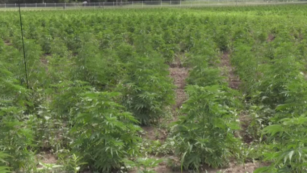 MMPconnect's tweet photo. #weed #cannabis #CBD-

One of Canada's largest outdoor cannabis farms is getting close to its first harvest, which could amount to almost 40,000 kg.

The 100-acre farm near Brantford first planted back in May. Now, months later, the ...-https://t.co/A38JDLqfFs https://t.co/YKe2bdSE5P