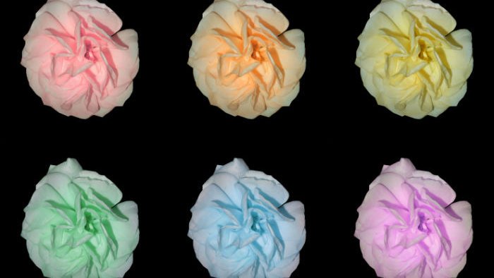 shellzfairy's tweet photo. 🌺🧡💛💚💙💜🖤
#rainbowcolors #colorfulflowers #colorfulroses #softcolors #roses https://t.co/oU45weSNWn