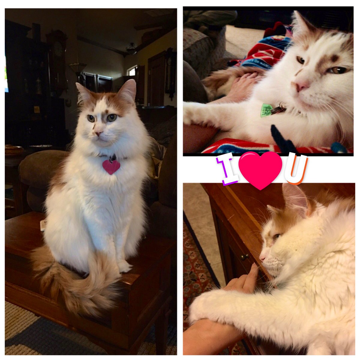 LilOkie76's tweet photo. After 14 years together, my man still likes to hold my hand! It’s the little things! 😍😻 
#MelvinKitty #PurrsDay #InternationalCatDay https://t.co/vnBdaeDzJB