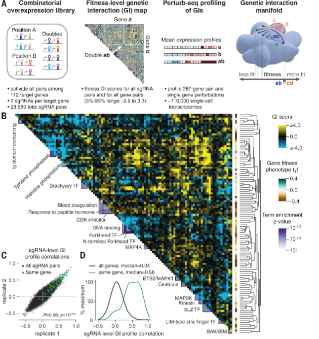 aemonten's tweet photo. "Here, we present an analytical framework for interpreting high-dimensional landscapes of cell states (manifolds) constructed from transcriptional phenotypes". 

Exploring genetic interaction manifolds constructed from rich single-cell phenotypes https://t.co/kilaJl2xWS https://t.co/veLFtiJ2vv
