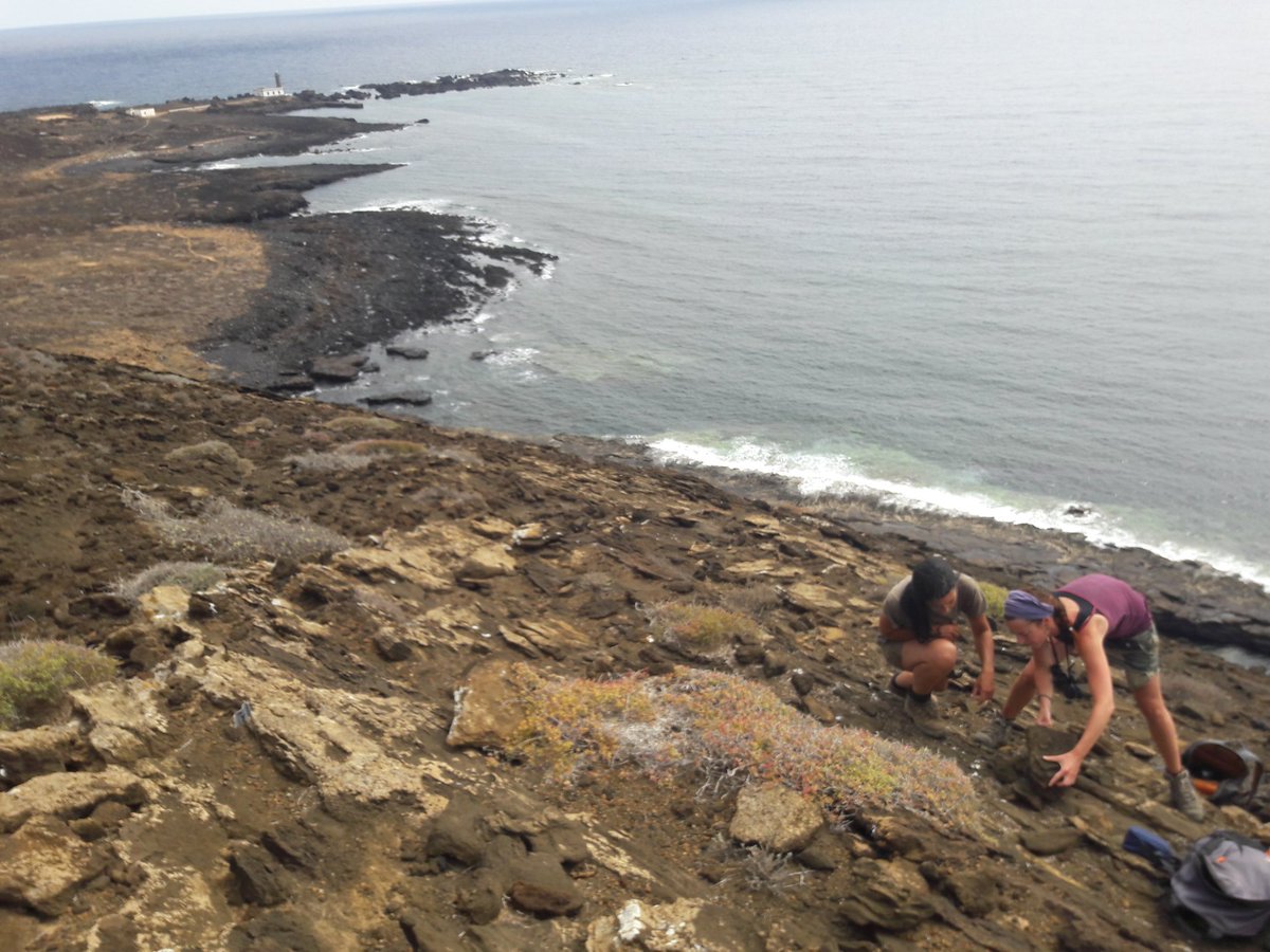 Great day today, visiting the nest sites of the Eleonora's Falcon colony on Rapdura. Marked abt 20 nests and placed nest cameras to read colour rings of the parents. Here some shots of Laura and Marina and action.   #EF2019  #womeninscience [47/n]