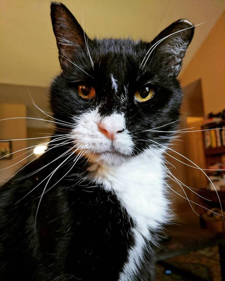 lawrencelibrary's tweet photo. This is Scruffy. He lives with Sarah in Accounts. Some facts:
He was fostered but Sarah couldn't part with him.
He looks like a character from Isle of Dogs.
His age is somewhere between 10 & 102.
He loves carbs & sleeping in the bathtub.
#InternationalCatDay #LPLcats #LFKpets https://t.co/37RW7scCia