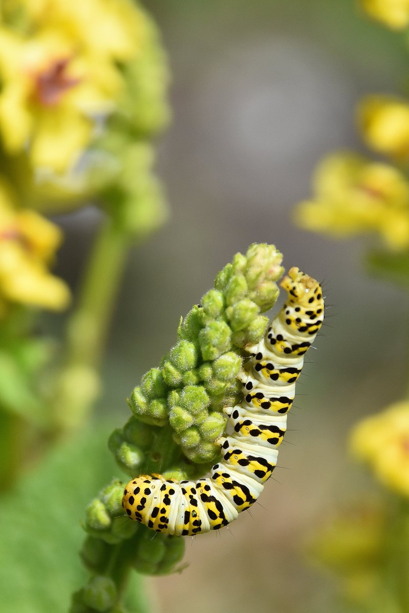 ChilternWoods's tweet photo. Found this striped lychnis #moth #caterpillar on dark mullein today in #Fingest @ChilternsAONB @UpperThamesBC @BritishMoths @BucksMKERC @MothIDUK https://t.co/dfE7HuDOtI