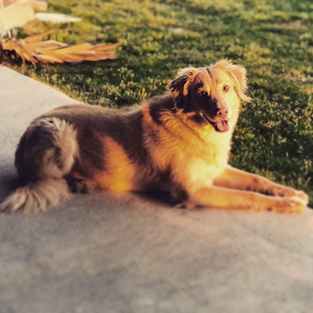 greenfield_kh's tweet photo. @MrsTylerKSR #KSRdogsoftheday our sweet Cawood , he had a rough puppyhood before we adopted so he won’t wear much, but he loves UK https://t.co/6lLoQlPv70