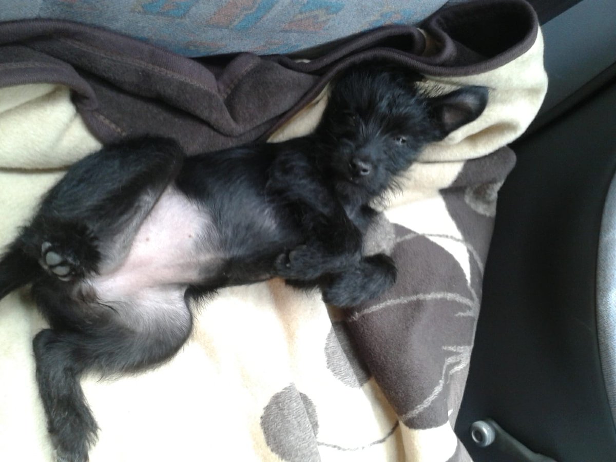 #Madrid
Los papis humanos de BELTZA se han separado y esta pekeñaja no entra en los planes de ninguno
NECESITA URGENTEMENTE UN HOGAR en #AdopcionResponsable
Tiene 2 añitos y pesa 6kg,de tamaño peke
Buen carácter,algo miedosa
#adopta
📩facenuevavida@gmail.com