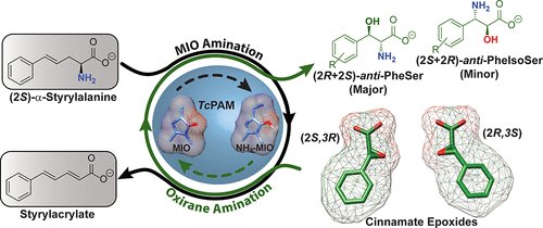 ACSCatalysis's tweet photo. Exploring the Scope of an α/β-Aminomutase for the Amination of Cinnamate Epoxides to Arylserines and Arylisoserines https://t.co/Bisl2nYzk3 https://t.co/OJkFXhgc7C