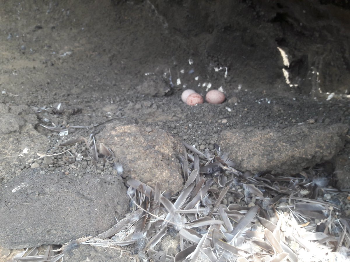 Most nests were situated in a nice deep cave, offering plenty of shelter. We also found many feathers of common prey like Whitehroat, Pied Flycatcher, and Melodious Warbler. No fresh carcasses though, which is no surprise given the weak winds of last two days.  #EF2019 [48/n]