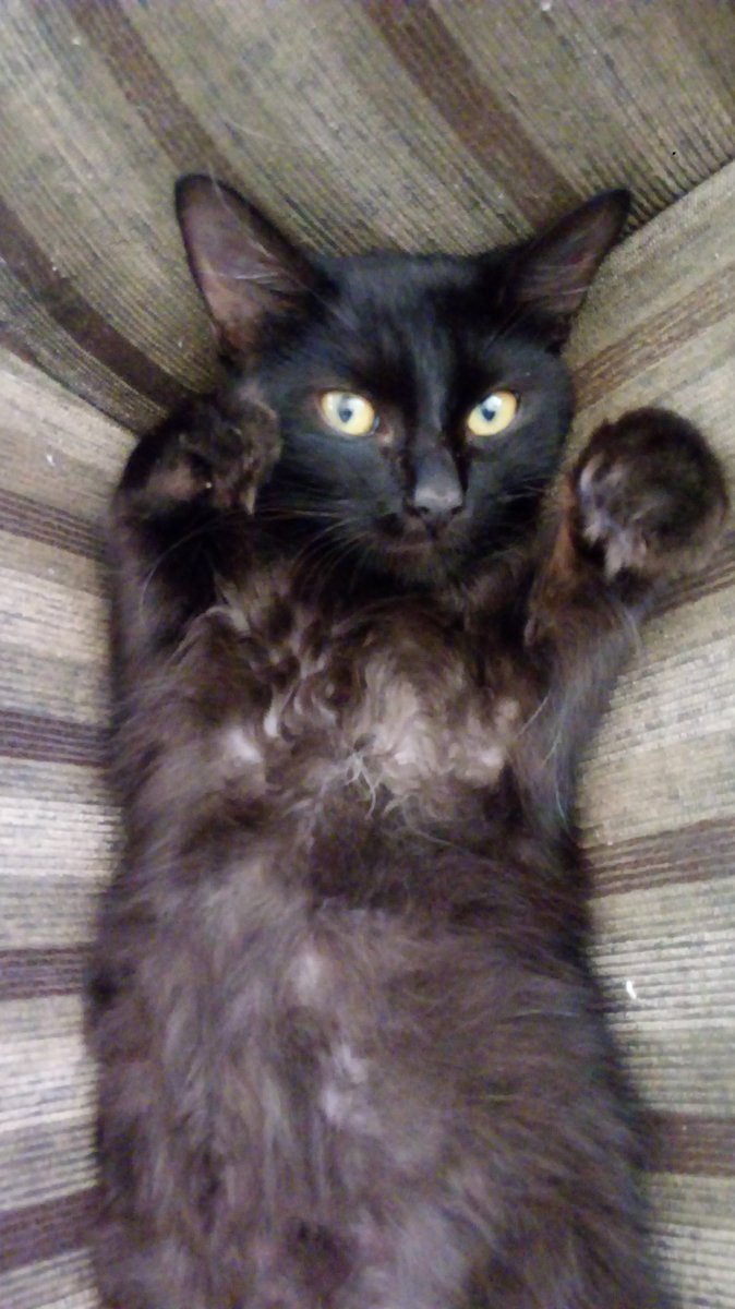 la_vinia99's tweet photo. ❤❤❤❤#InternationalCatDay https://t.co/9N7GIvLvRk