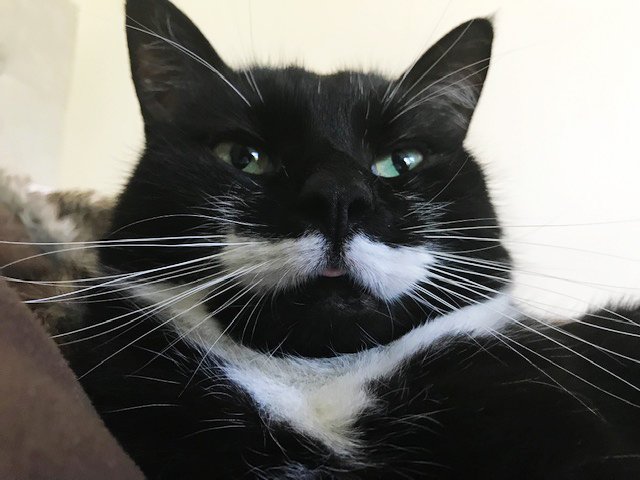 meowbox's tweet image. Happy #InternationalCatDay! 🐱 Tell us about your kitties: when did they become part of the family? How have they changed your life? What are their funniest quirks and habits? ❤🐾 #themeowlife #bleps