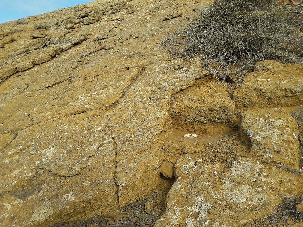 The variation in nest sites, however, is remarkable, incl. some very exposed sites, even with deeper caves nearby. The nest in these pics is sheltered from prevailing winds (coming from left) but lacks a roof to provide shade. Perhaps inexperienced young parents?  #EF2019 [49/n]